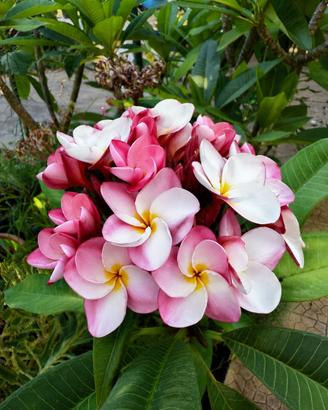 Plumeria rubra ‘Kasem’s delight