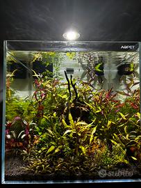 allestisco acquari