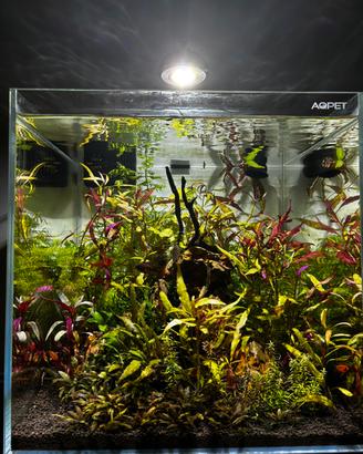 allestisco acquari