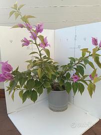 Piantine di Bouganvillea da Talea,2 Anni, 25-35cm