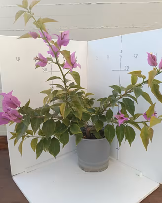 Piantine di Bouganvillea da Talea,2 Anni, 25-35cm