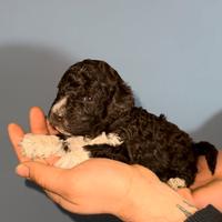 Lagotto romagnolo cucciole PEDIGREE ENCI