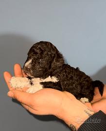 Lagotto romagnolo cucciole PEDIGREE ENCI