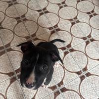 Cucciolo pitbull terrier