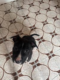 Cucciolo pitbull terrier