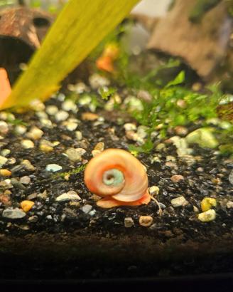 Planorbarius red