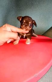 Chihuahua mini toy choco and tan