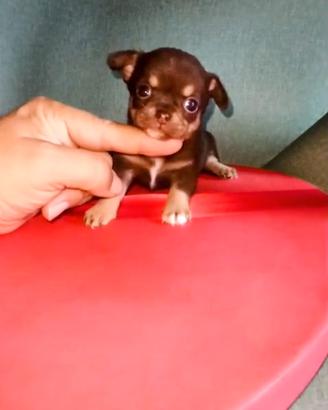 Chihuahua mini toy choco and tan