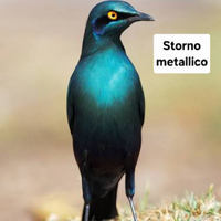 Storno metallico