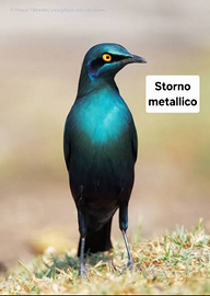 Storno metallico
