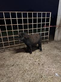Mini pony