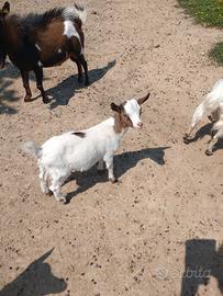 Capretto tibetano