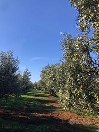 Azienda Agricola olivicola