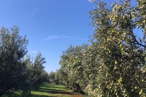 Azienda Agricola olivicola