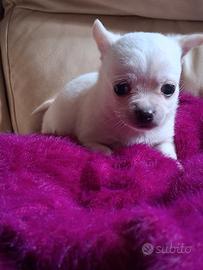 Chihuahua cucciolo