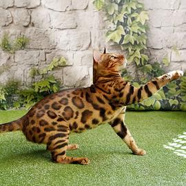Cuccioli di Gatto del Bengala (Bengal)