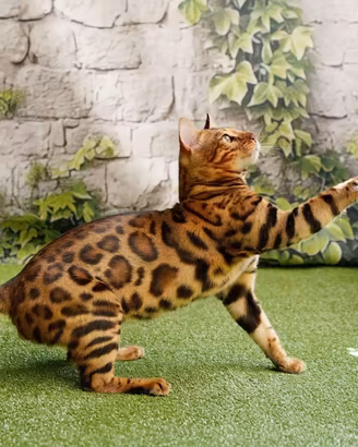 Cuccioli di Gatto del Bengala (Bengal)