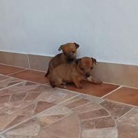 Cuccioli pincher