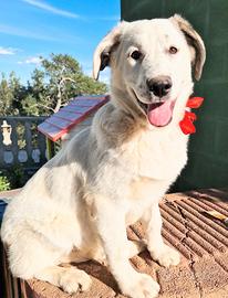 Una famiglia per daisy