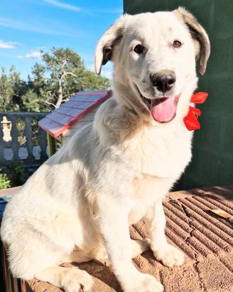 Una famiglia per daisy