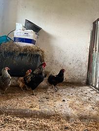 Coppia araucane
