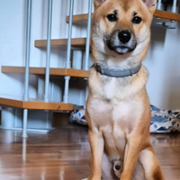 Shiba inu maschio per accoppiamento riproduzione