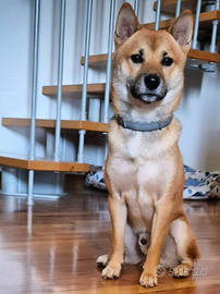 Shiba inu maschio per accoppiamento riproduzione