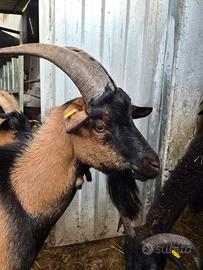 Becco camosciata delle alpi