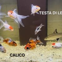 Peciolini rossi e tropicali