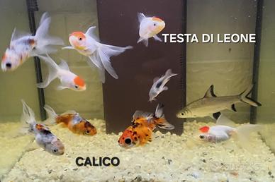 Peciolini rossi e tropicali