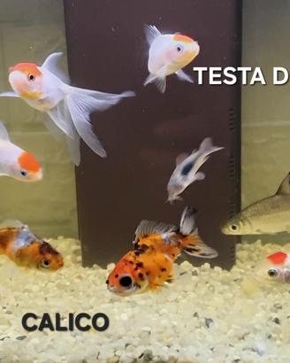 Peciolini rossi e tropicali
