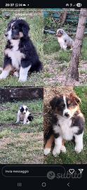 Cuccioli Australian sheperd 5 maschi e 4 femmine