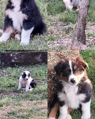 Cuccioli Australian sheperd 5 maschi e 4 femmine