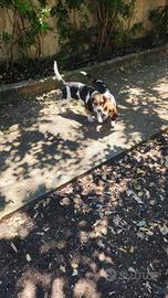 Cuccioli beagle