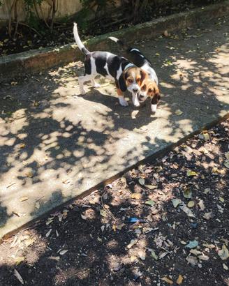 Cuccioli beagle