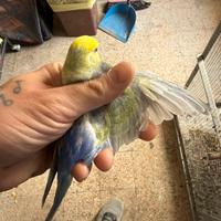 Coppia rainbow pronti x la riproduzione con gabbia