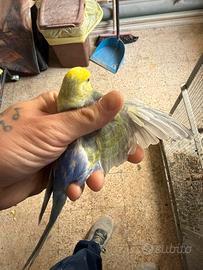 Coppia rainbow pronti x la riproduzione con gabbia