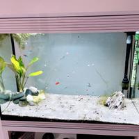 Acquario askoll pure xl hc dolce