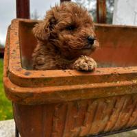 Cucciola Barboncino Mini Toy