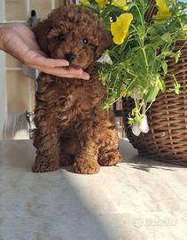 Cucciola Barboncino Toy Red