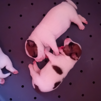 Jack Russell broken