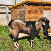 Maschio di capra riproduttore di 3 anni