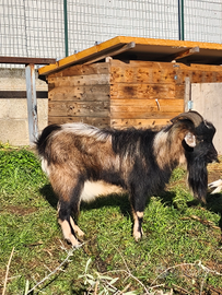 Maschio di capra riproduttore di 3 anni