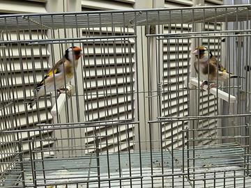 Coppia cardellini major