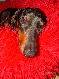 Monta Bassotto Nano Kaninchen Merle silver