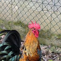 Gallo americanello