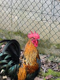 Gallo americanello