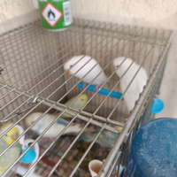 Cocorite coppie e singoli