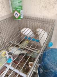 Cocorite coppie e singoli