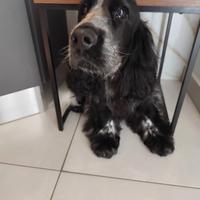 Cocker spaniel